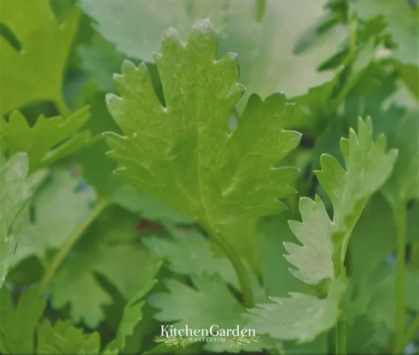 Coriander 'Cruiser' Kitchen Garden Plant Centre